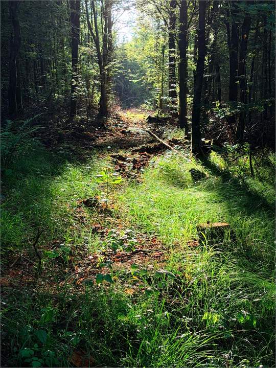 Sonniger Waldweg direkt vor dem Haus der Kindertagespflege